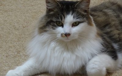 Teaching Daisy to use a catflap