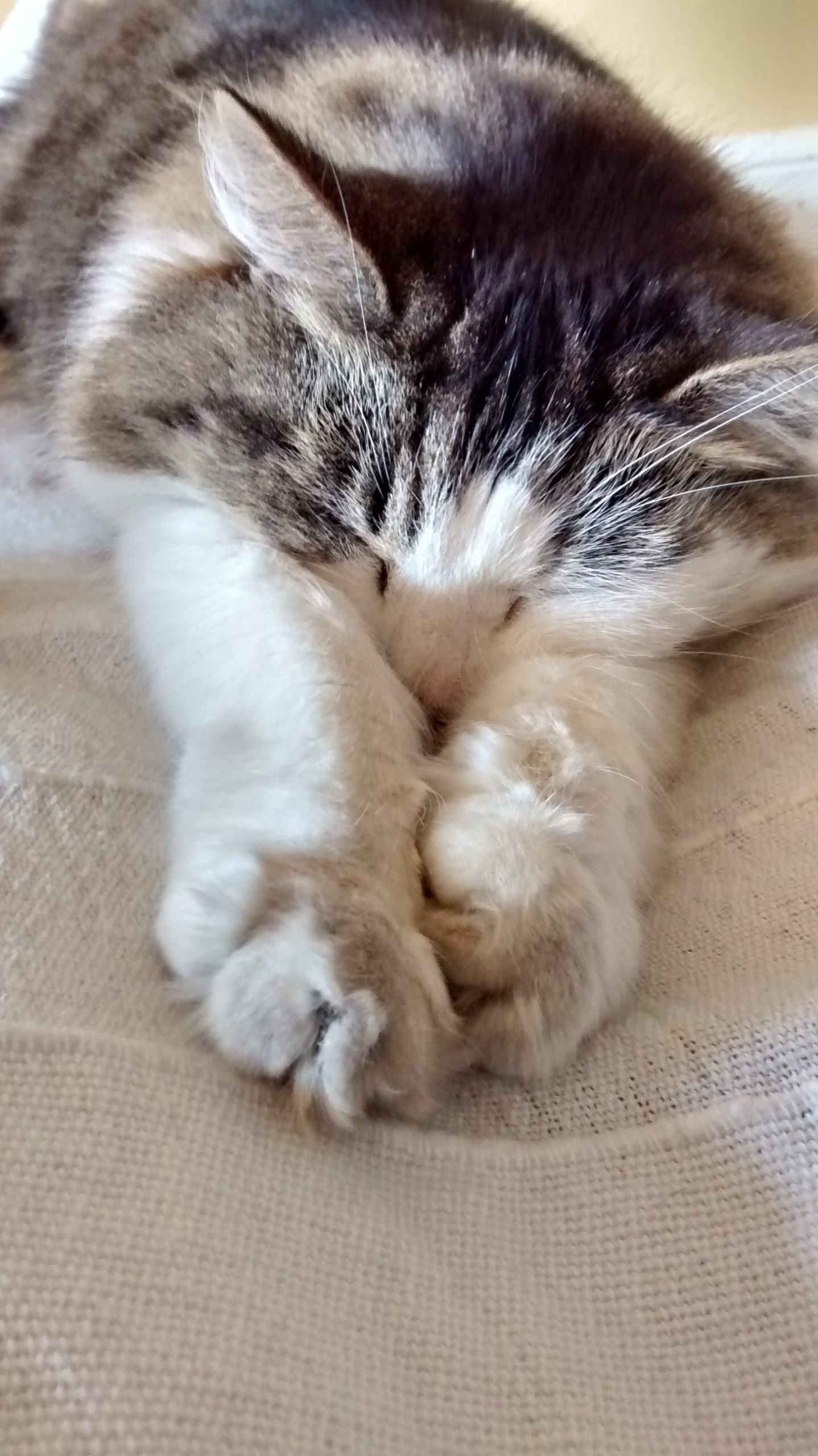 IMG_20160517_140414218_HDR