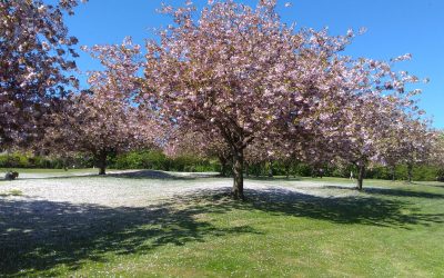 Scotsman Sessions #30: a bit of lockdown music-making