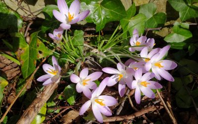 Mozart and Fauré piano quartets – 11 March, 7.30pm