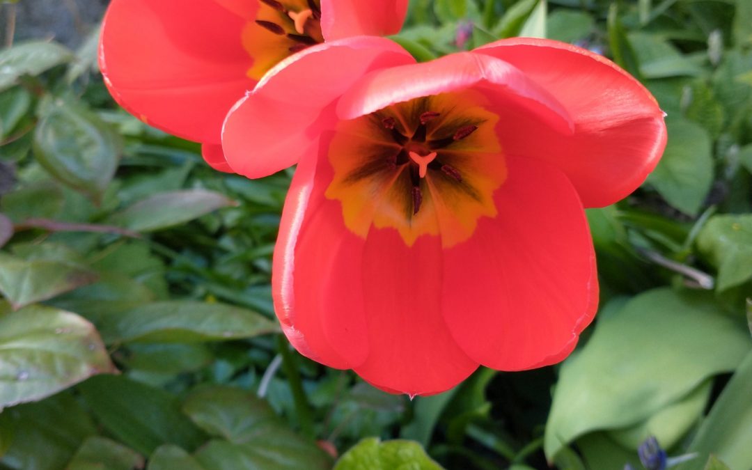 Piano tuning on the horizon