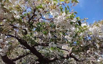 Classical Top Five podcast episode on trios