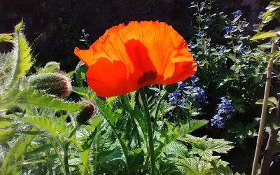 A bunch of pianists get together after lockdown