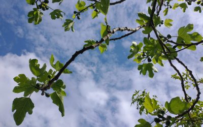 Giving the public a glimpse of the jury’s reasoning in music competitions