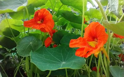 No more bullfrogs […for now]