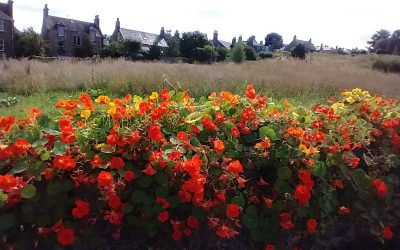 A review of my book on Pianodao website