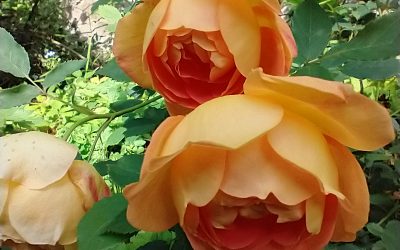 ‘Gramophone’ review of my book