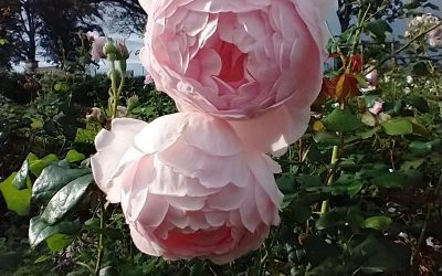 Continual assessment