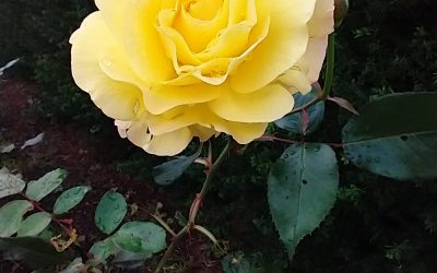 Playing without effort