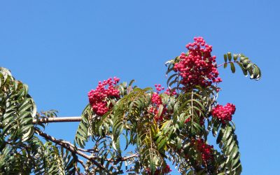 Musical Opinion review of ‘The Piano – a History in 100 Pieces’