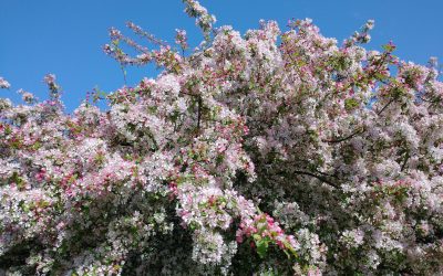 More about Radu Lupu