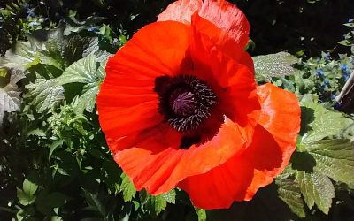 Mozart K488 on the turntable