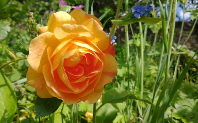 Tempo and how we judge it