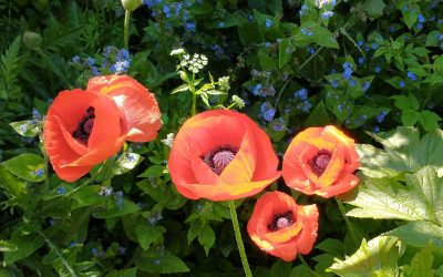 The diary of Liszt’s pupil Lina Schmalhausen