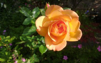 The Van Cliburn competition 2022