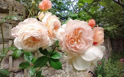 My books pop up in recent commentary