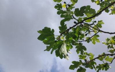 A visit to Peter Brook in 1982
