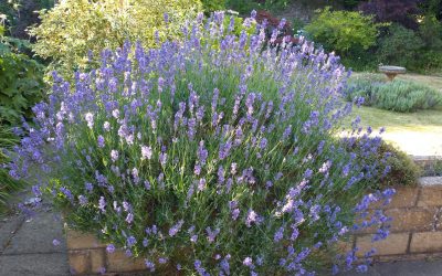 Reading Thurber while recovering from Covid