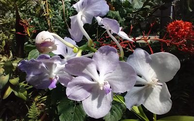 Limelight review of ‘The Piano’