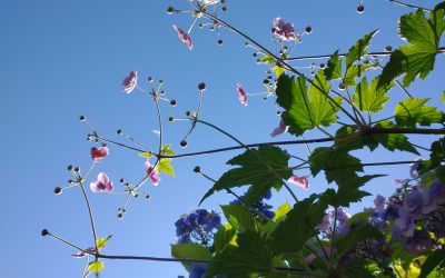 Lili Boulanger’s Cantata ‘Faust et Hélène’
