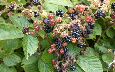 Picking blackberries
