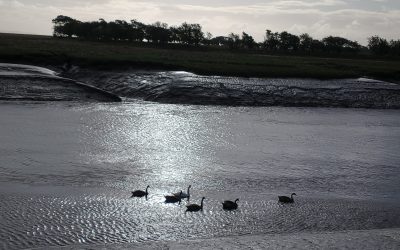 BBC Young Musician – tonight’s Final