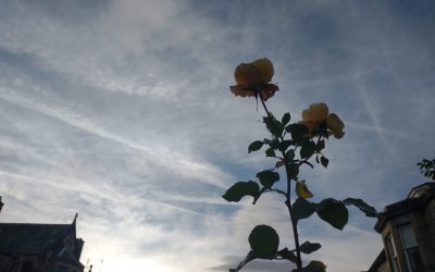 Kettle’s Yard recital in Cambridge this month