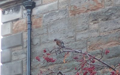 The fieldfares are back