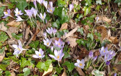 A belated review of ‘Out of Silence’