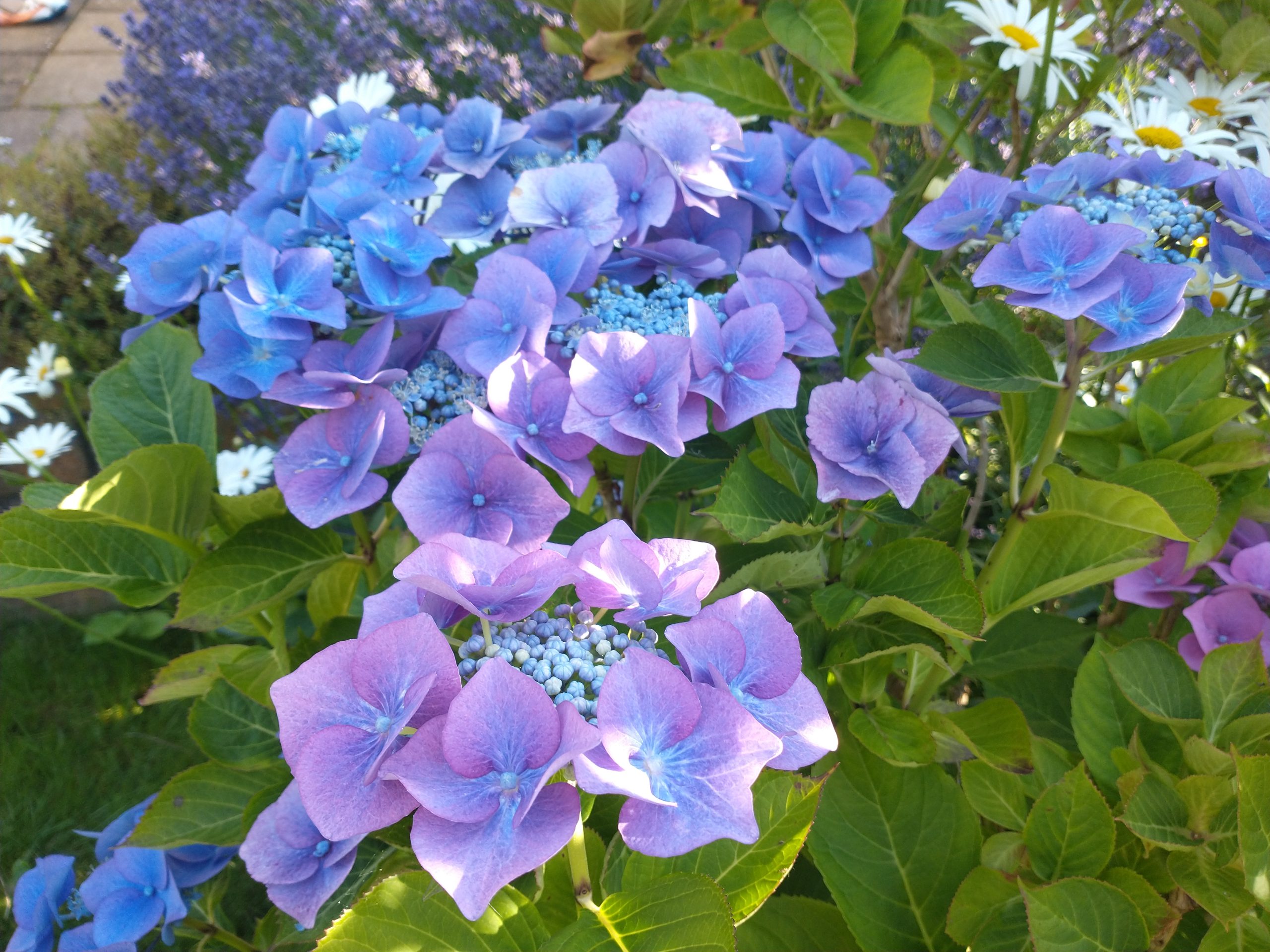 Disappearing piano tuners Susan Tomes