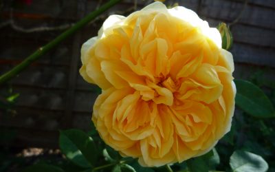 A rose by any other name