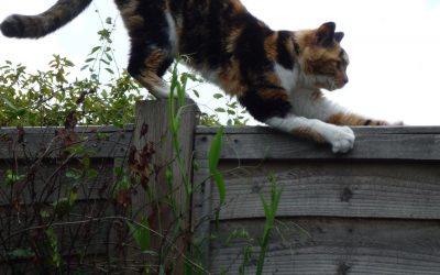 Miaowing up the wrong tree?