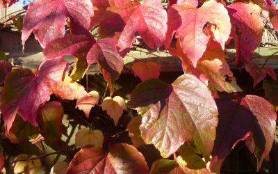 Harvest Blues (and Reds)