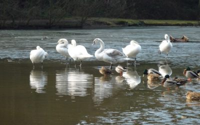 A flurry of eiderdown