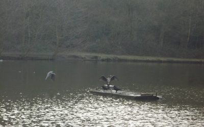 Phalacrocorax aristotelis