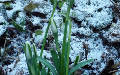 Snowdrops in the snow