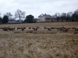 deer grazing beside the Royal Ballet School
