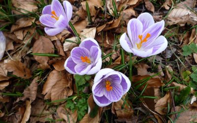 A sudden flash of colour