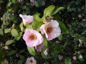 camellias in richmond park
