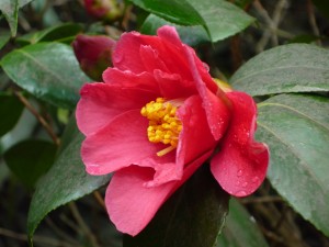 pink camellia
