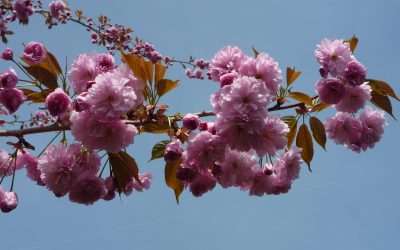 Happy birthday, dear website