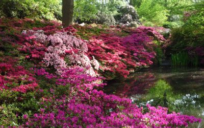 Isabella Plantation, Richmond Park