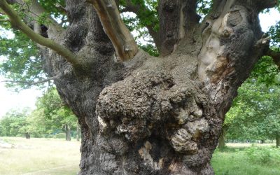 The Oldie magazine review