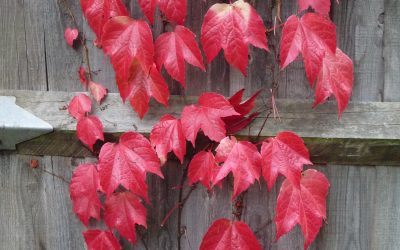 More Japanese reviews