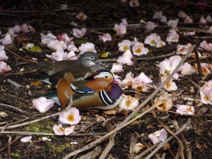 mandarin ducks (I think)