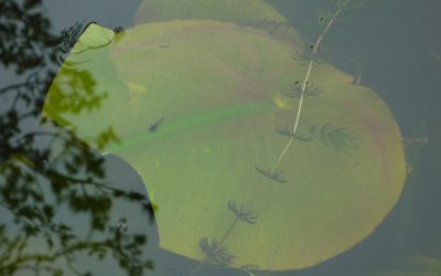 First tadpole of spring