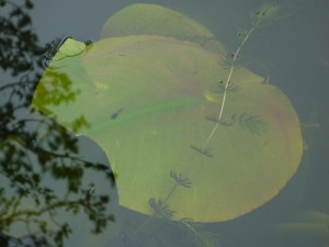 tadpole on lily leaf