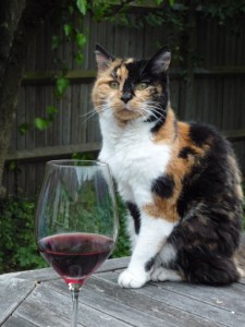 the cat was unimpressed