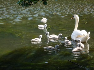 cygnets