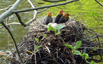 Arrival of the baby birds